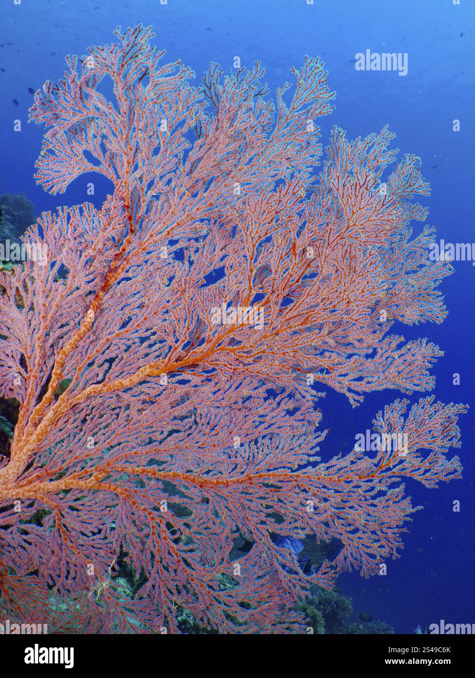Roter Knoten FAN (Melithaea ochracea) im blauen Wasser, Tauchplatz Coral Garden, Menjangan, Bali, Indonesien, Asien Stockfoto