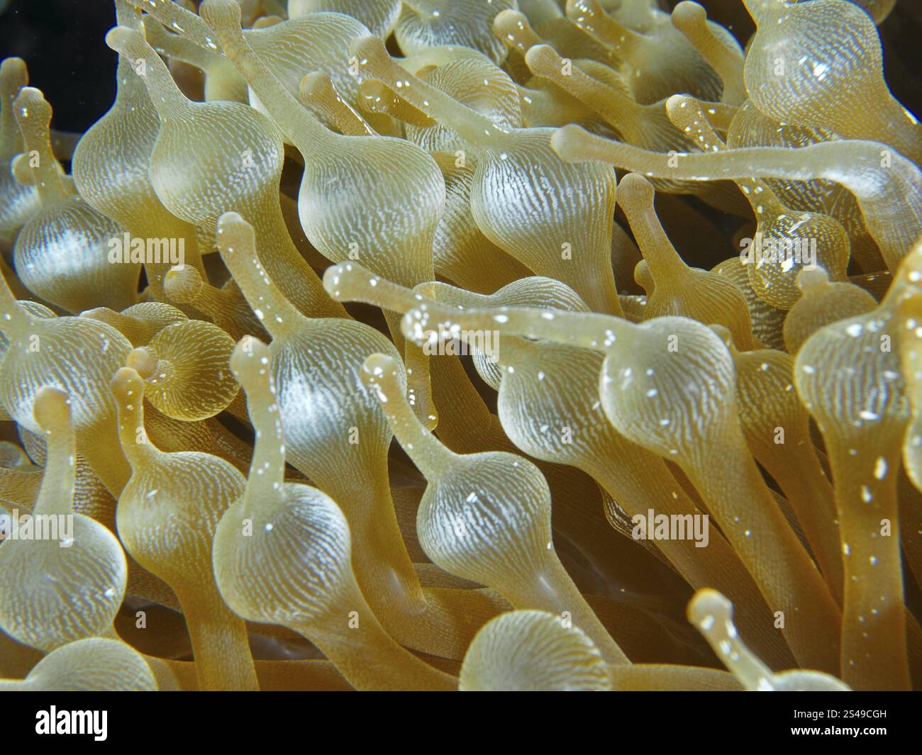 Nahaufnahme der Tentakel einer Blasenanemone (Entacmaea quadricolor), Tauchplatz Toyapakeh, Nusa Ceningan, Nusa Penida, Bali, Indonesien, Asien Stockfoto