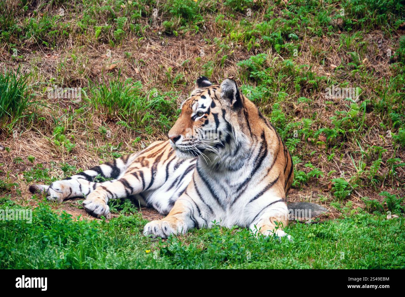 Ein Tiger liegt im Gras und schaut in die Kamera. Die Szene ist friedlich und ruhig, wobei der Tiger im Mittelpunkt steht Stockfoto