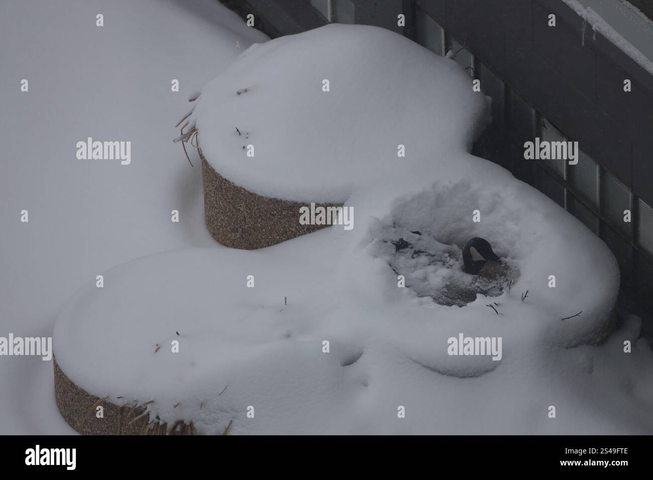 Schneebedeckte Kanadas-Gans-Mutter, die es auf ihrem Nest aushärtet Stockfoto