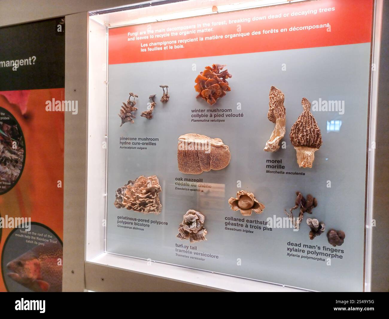 Toronto, ON, Kanada - 18. Dezember 2024: Die Naturhistorischen Sammlungen werden in einer Ausstellung im Royal Ontario Museum ausgestellt. Stockfoto