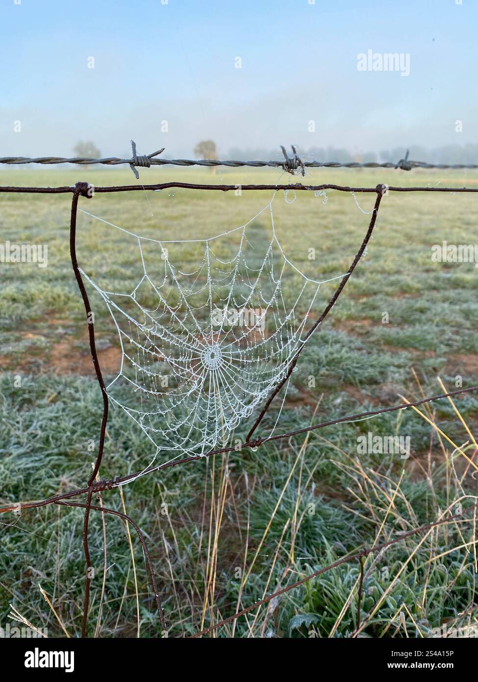 Spinnennetz am Morgen Stockfoto