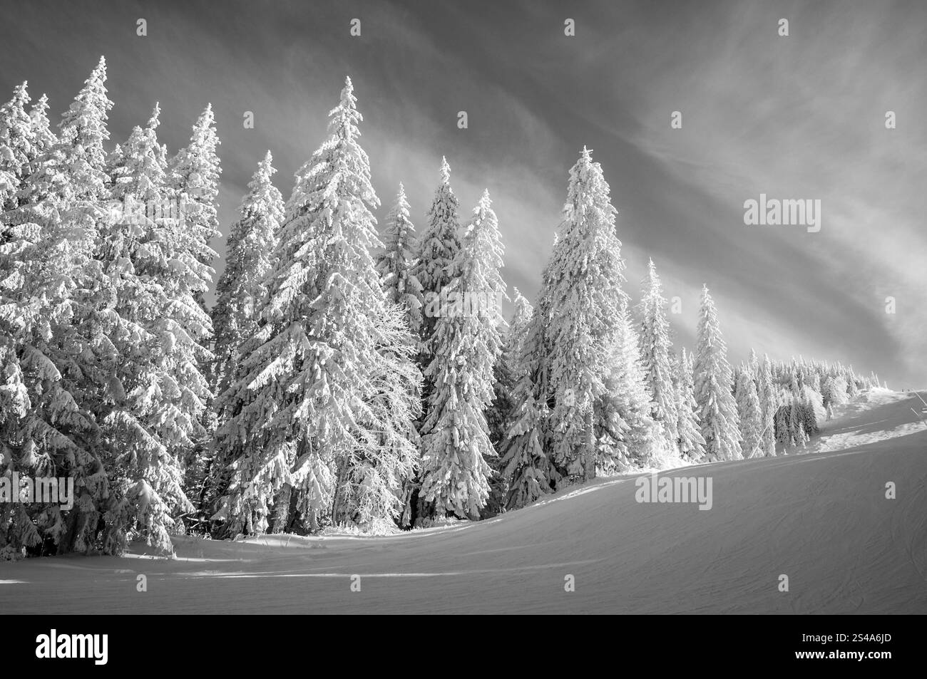 Eine ruhige schwarz-weiße Winterszene mit einem Wald aus Kiefern, bedeckt mit Schnee. Das Foto fängt die ruhige Schönheit und unberührte Kondi ein Stockfoto