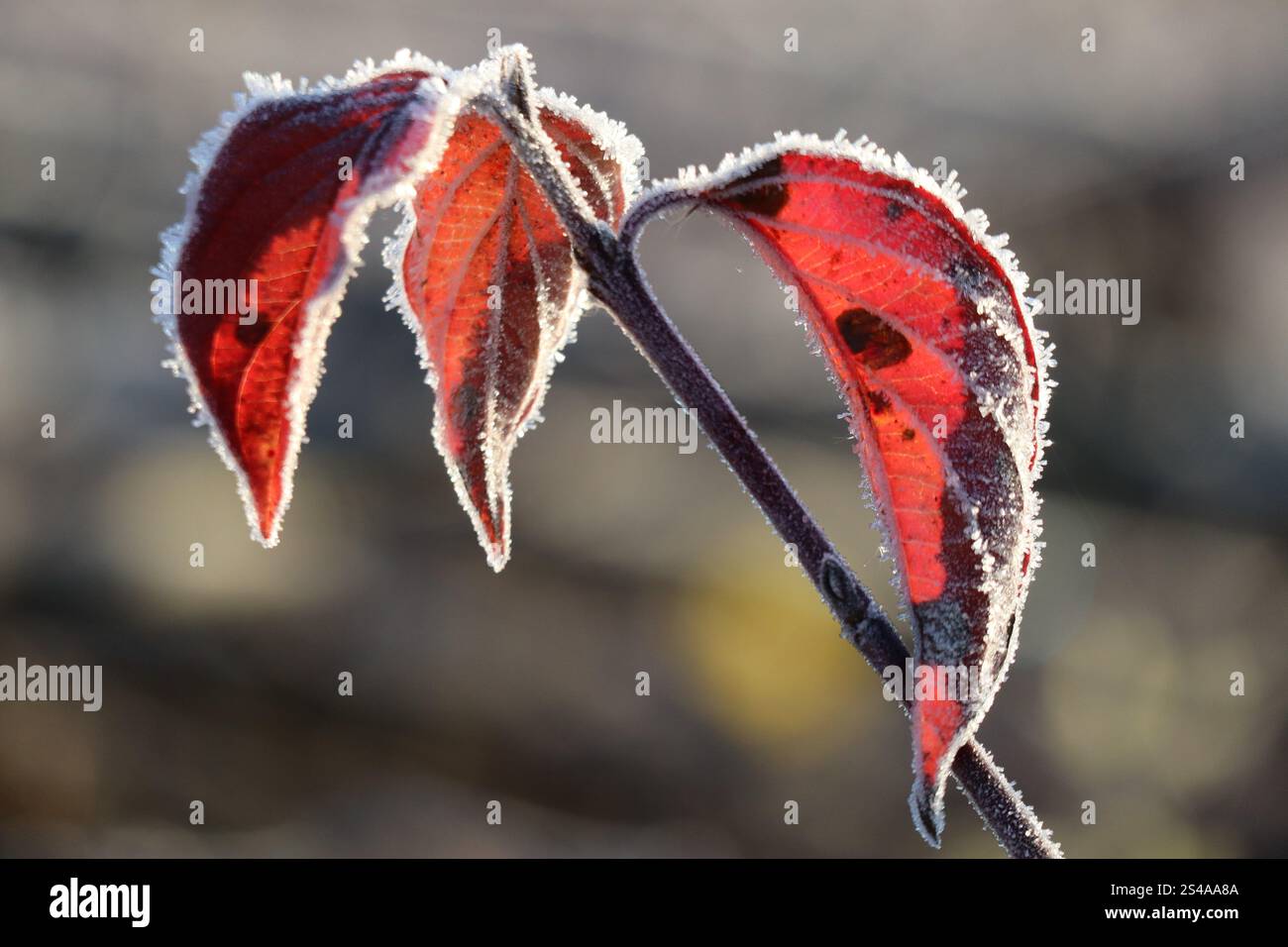 Blatt eines Hundeholzes mit Hoarfrost Stockfoto