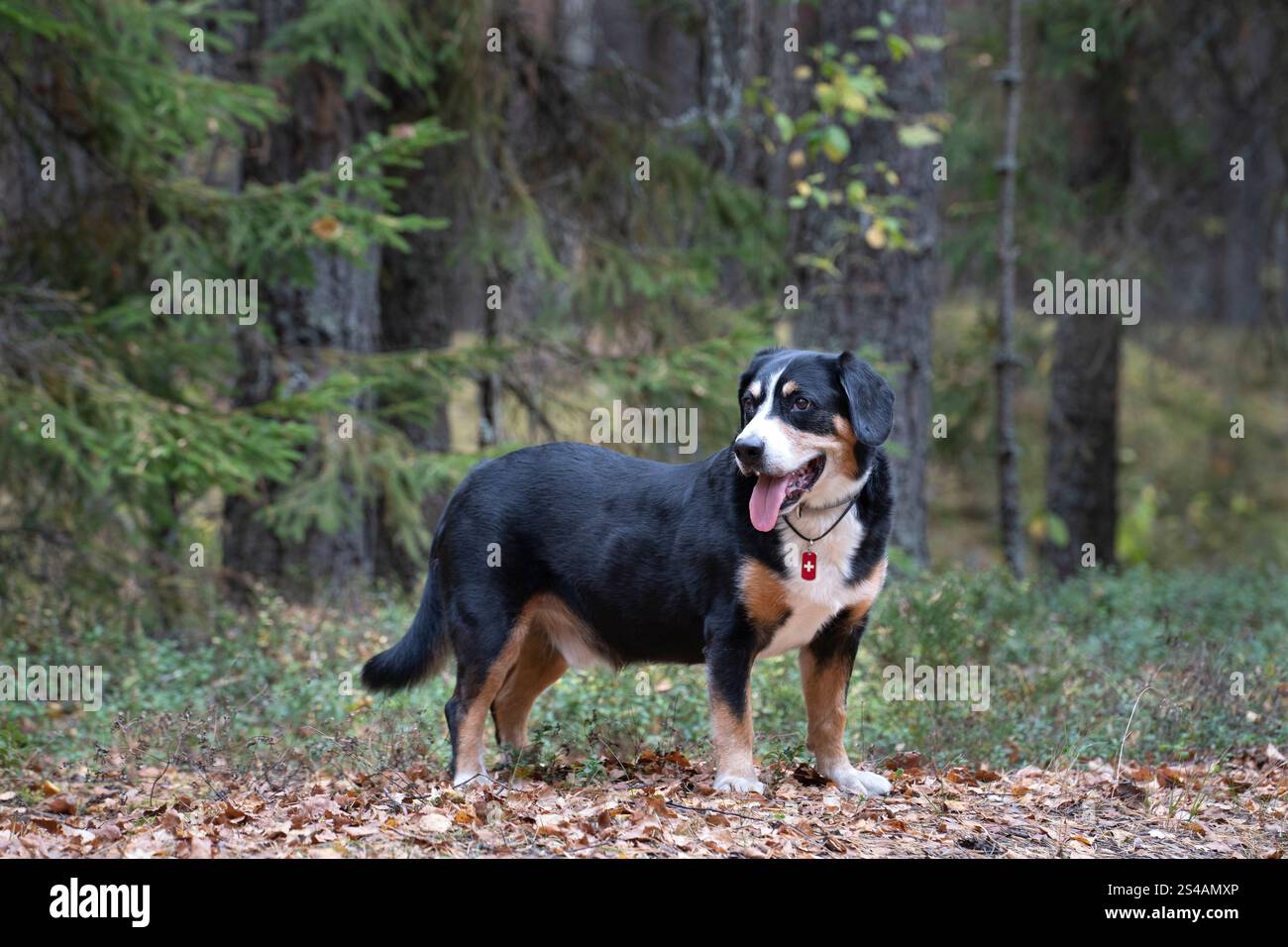 Hund im Herbstwald. Der Entlebucher Sennenhund im Herbstwald. Stockfoto
