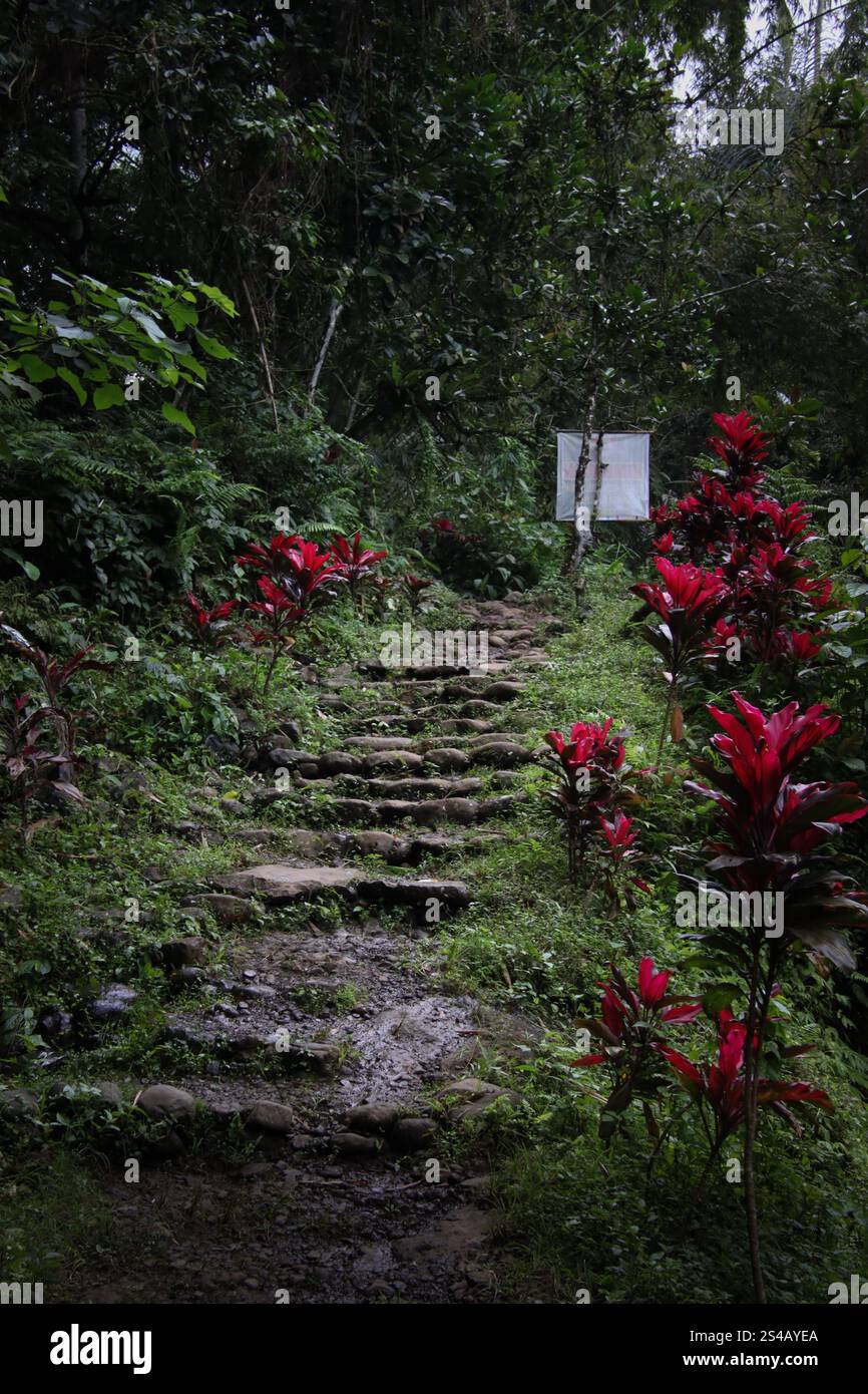 Dschungel Trail Abenteuer Stockfoto