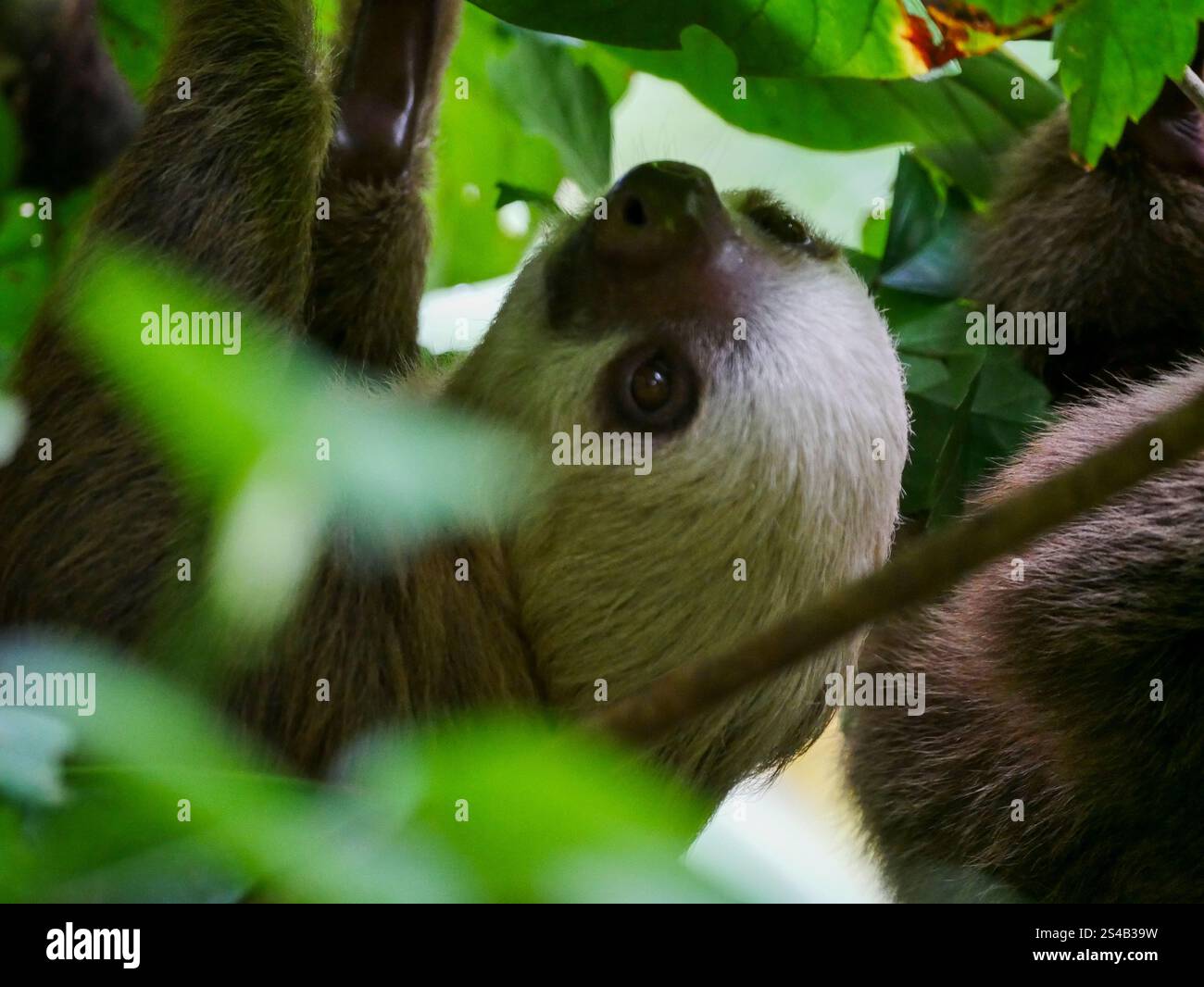 Das Gesicht eines Hoffmanns zweifingrigem Faultier (Choloepus hoffmani), fotografiert im Jaguar Rescue Center in Costa Rica. Das Jaguar Rescue Center ist Stockfoto