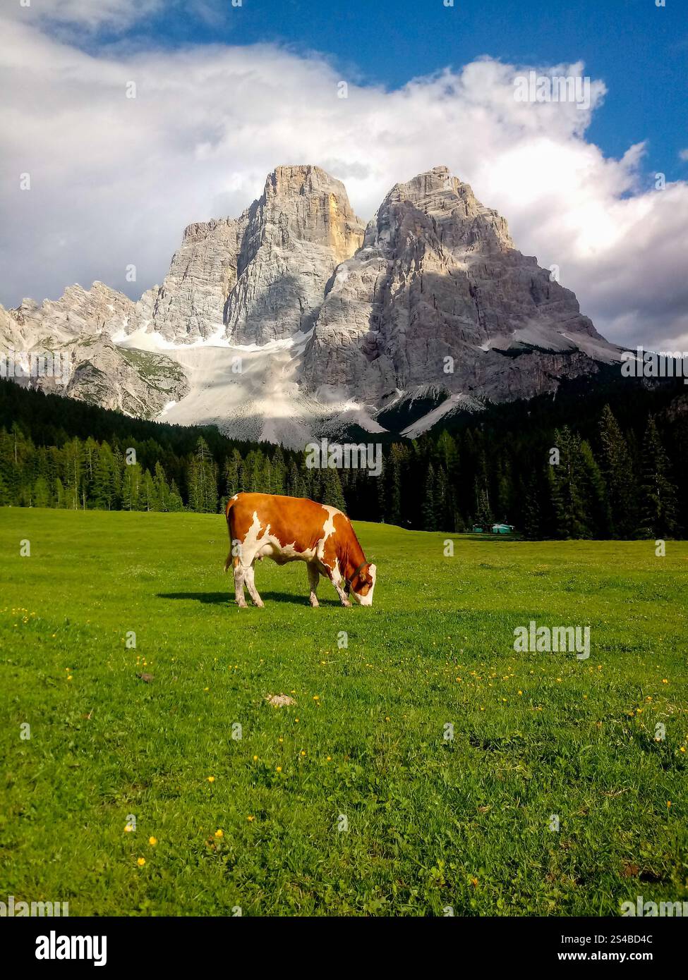 A cow in the pasture in the background of Selva di Cadore, Dolomites, Italy Stockfoto