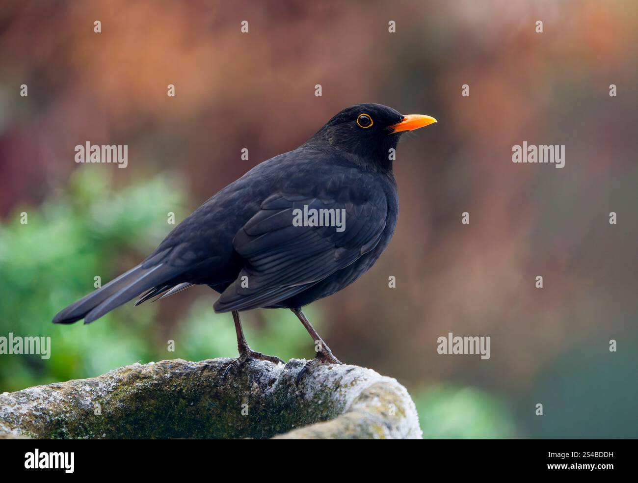 Ein männlicher Schwarzvogel (Turdus merula), auf dem Rand eines Steintopfes, (Seitenansicht) Stockfoto