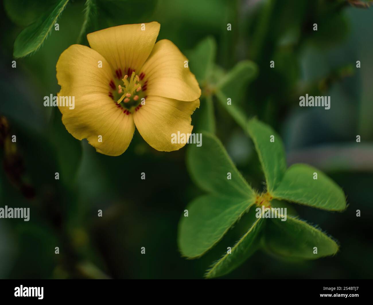 Makrofotografie einer gemeinsamen gelben Sauerampfer-Blume, aufgenommen auf einem Feld in der Nähe der Kolonialstadt Villa de Leyva in Zentral-Kolumbien. Stockfoto