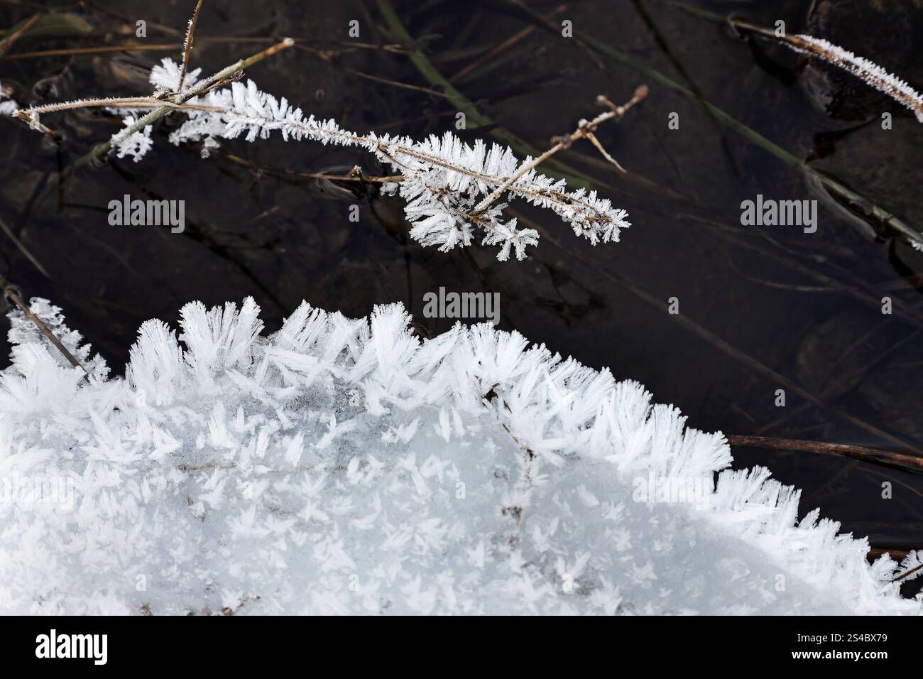 Eiskristalle, die sich entlang des Baches und im Winter auf der Vegetation bilden, North Pennines, Teesdale, County Durham, Großbritannien Stockfoto