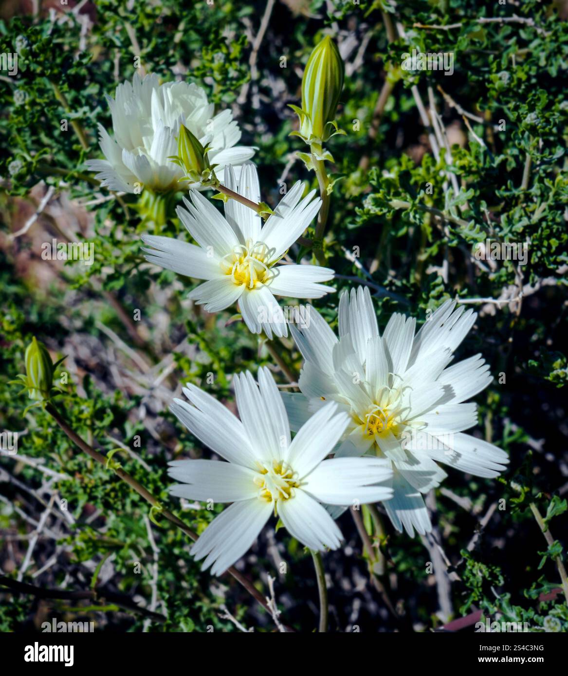 Nahaufnahme der zarten weißen Wildblumen, die in der Mojave-Wüste blühen, umgeben von üppig grünem Laub unter einem sonnigen Himmel. Stockfoto