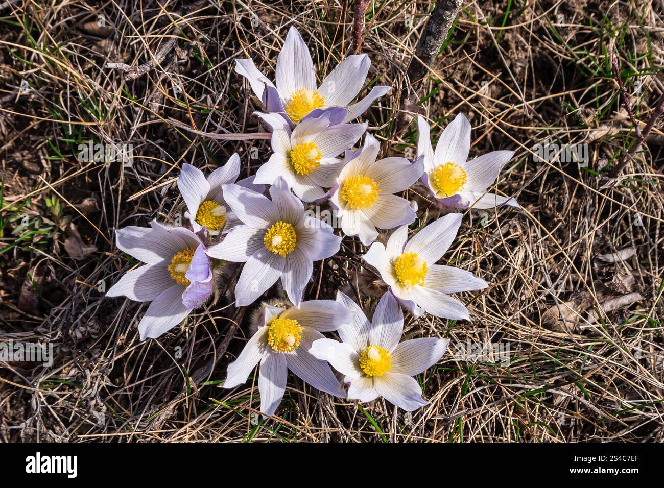 Ein Haufen weißer Blumen mit gelben Mittelpunkten wächst auf einem Feld. Die Blumen sind klein und gruppiert, was ein friedliches und ruhiges Atmo schafft Stockfoto