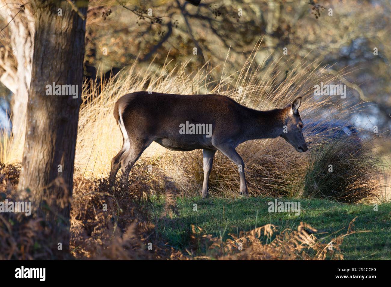 Richard Vize 010: Rotwild im Richmond Park, London, im Herbst Stockfoto