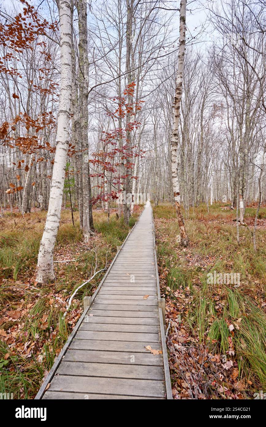 Promenade durch das Grasland von Sieur de Monts gegen Ende des Herbstes. Birken und Gras umgeben den Weg, der so weit das Auge reicht Stockfoto