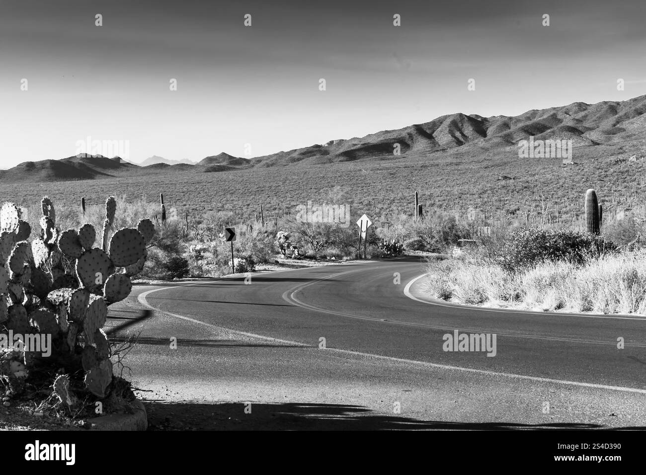 Eine gewundene Wüstenstraße führt durch eine Landschaft mit Kakteen, die vor der Kulisse ferner Berge unter einem klaren blauen Himmel liegt. Stockfoto