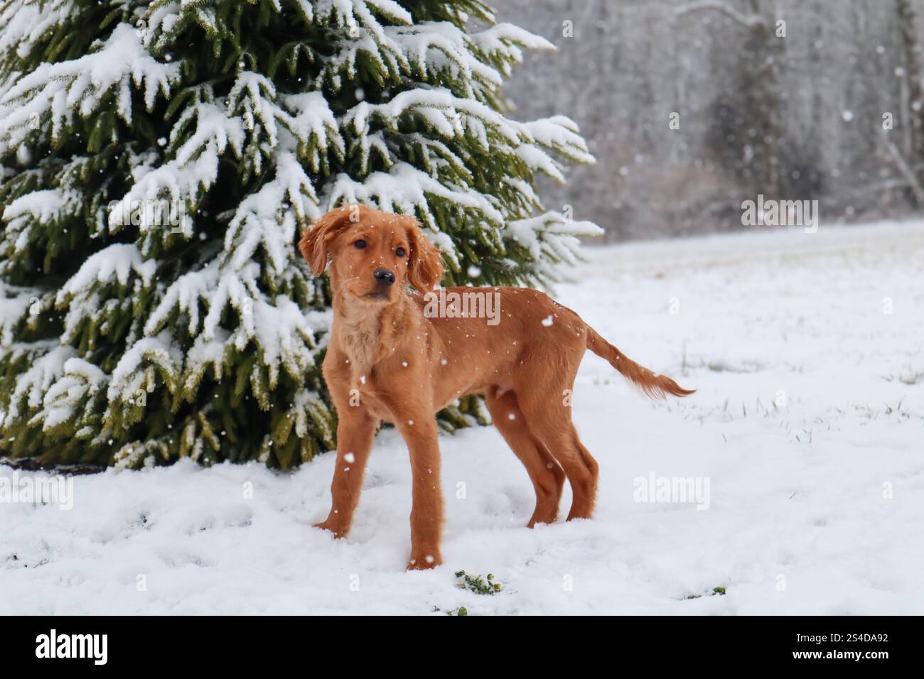 Junger goldener Retriever-Welpe blickt in die Ferne in einer verschneiten, frostigen Kiefernwälder-Winterlandschaft Stockfoto