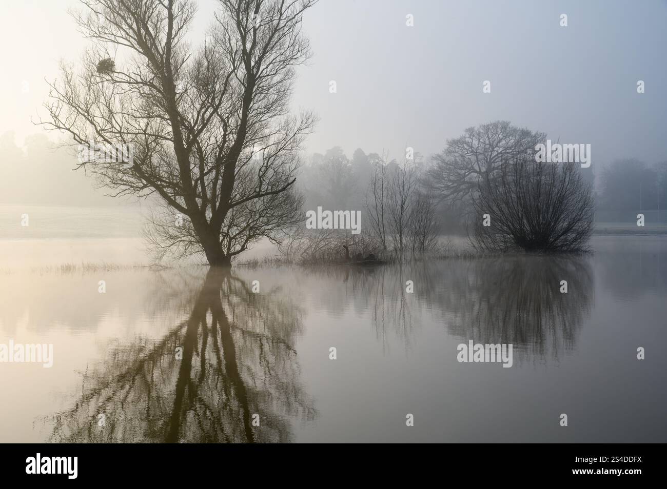 Winterbäume spiegeln sich im Hochwasser an einem eisigen und nebeligen Wintermorgen Stockfoto