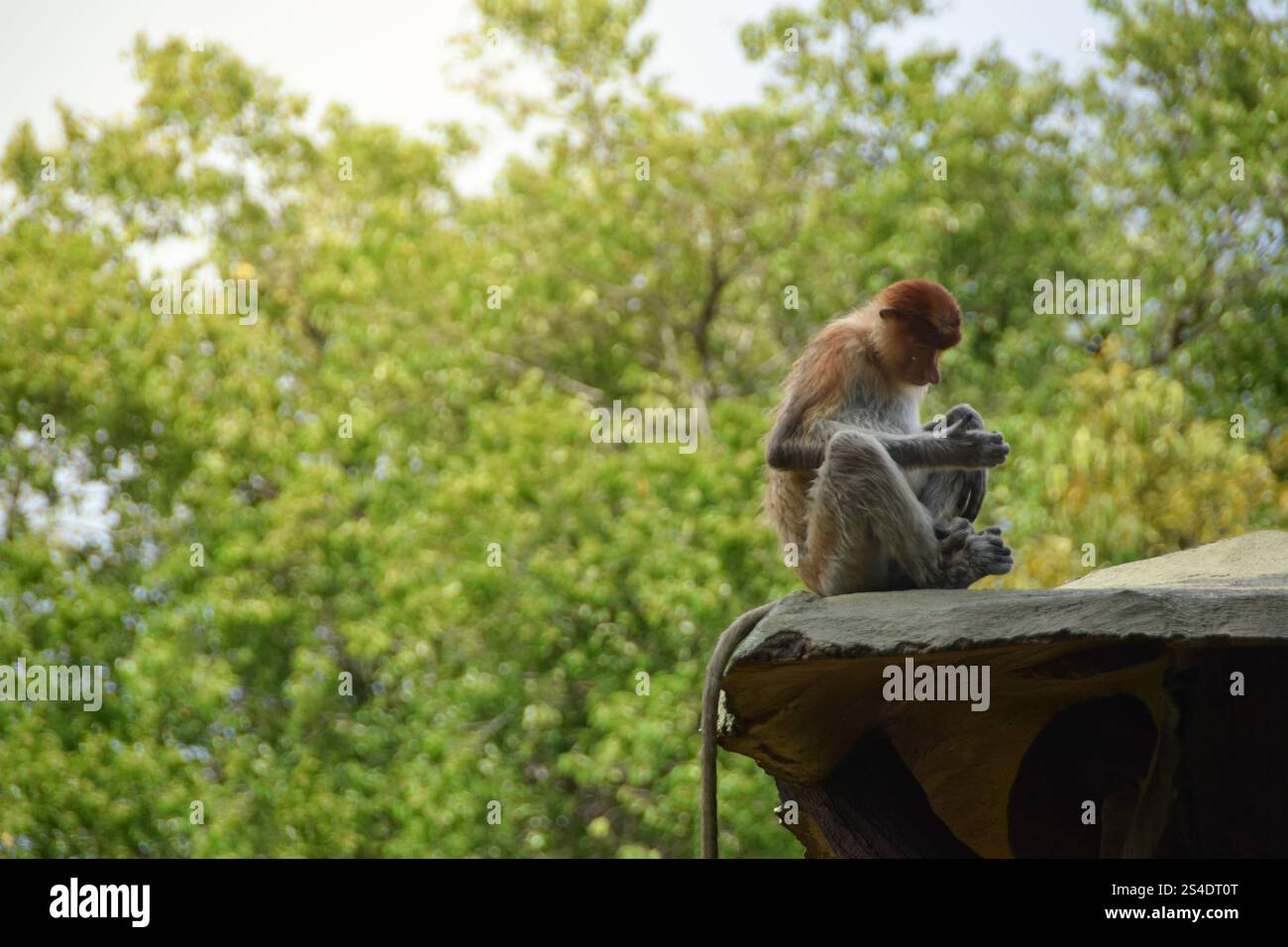 Proboscis Affe oder Nasalis Larvatus. Erstaunlicher Affe mit einer großen Nase. Stockfoto