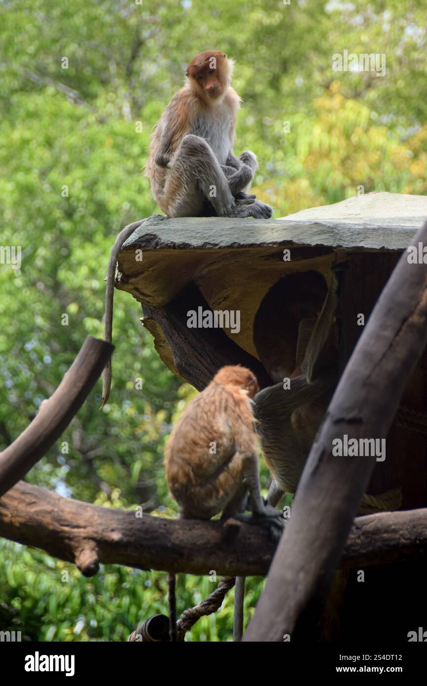 Proboscis Affe oder Nasalis Larvatus. Erstaunlicher Affe mit einer großen Nase. Stockfoto