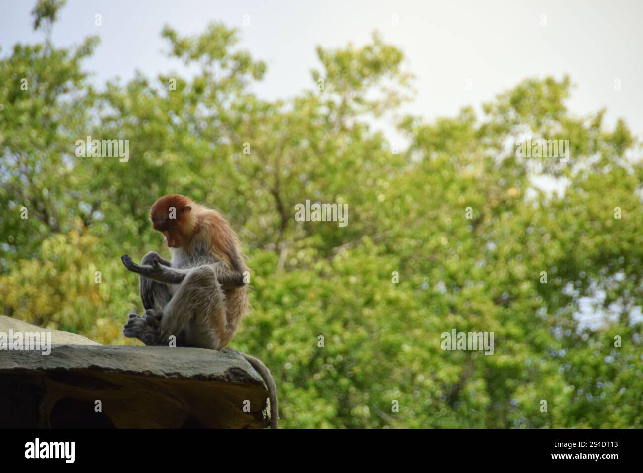 Proboscis Affe oder Nasalis Larvatus. Erstaunlicher Affe mit einer großen Nase. Stockfoto