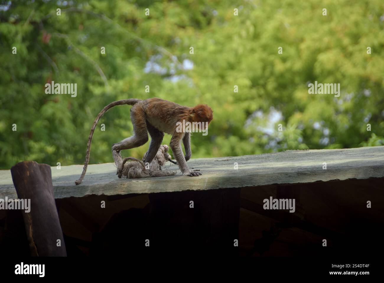 Proboscis Affe oder Nasalis Larvatus. Erstaunlicher Affe mit einer großen Nase. Stockfoto