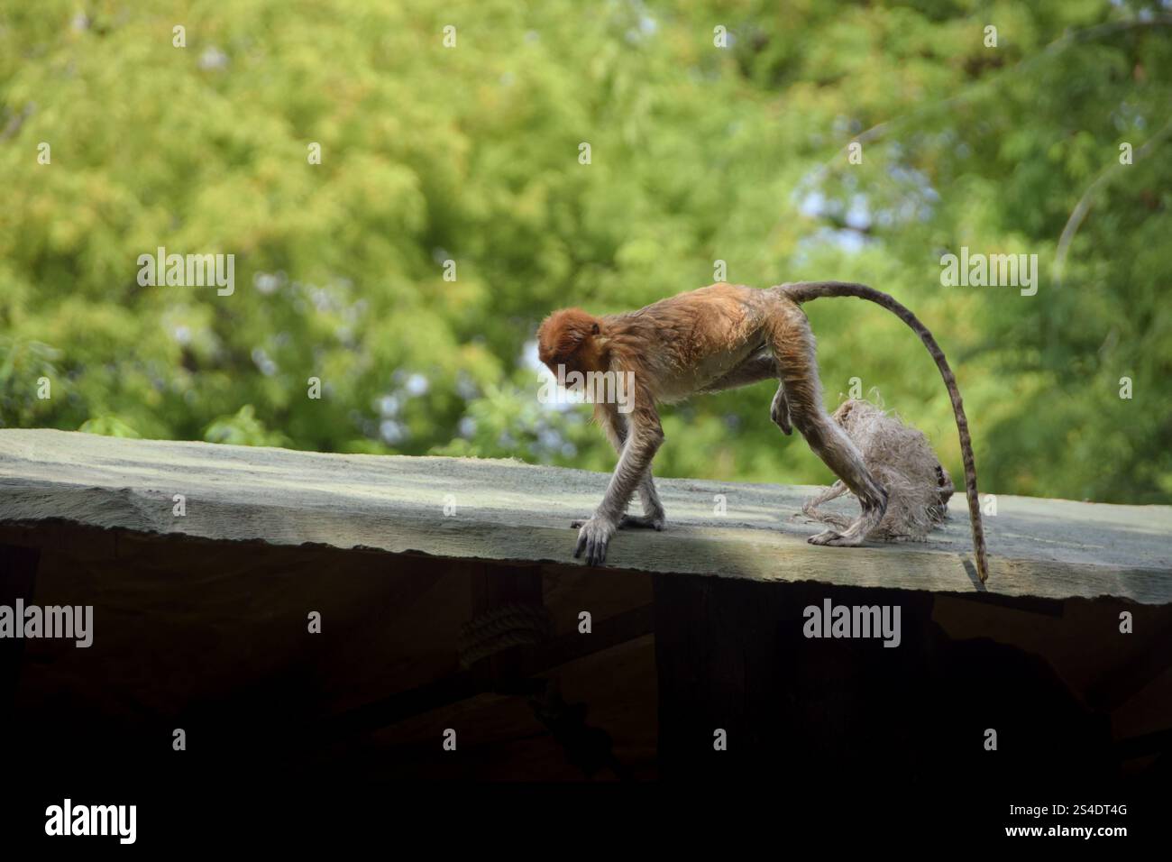 Proboscis Affe oder Nasalis Larvatus. Erstaunlicher Affe mit einer großen Nase. Stockfoto