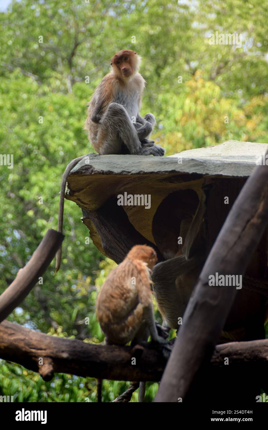 Proboscis Affe oder Nasalis Larvatus. Erstaunlicher Affe mit einer großen Nase. Stockfoto