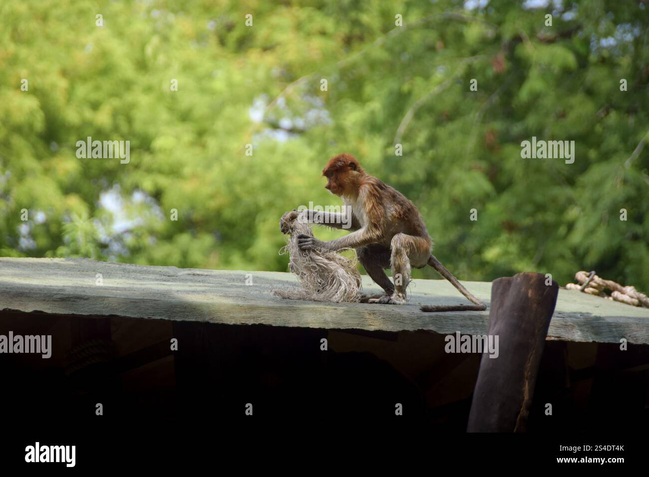 Proboscis Affe oder Nasalis Larvatus. Erstaunlicher Affe mit einer großen Nase. Stockfoto