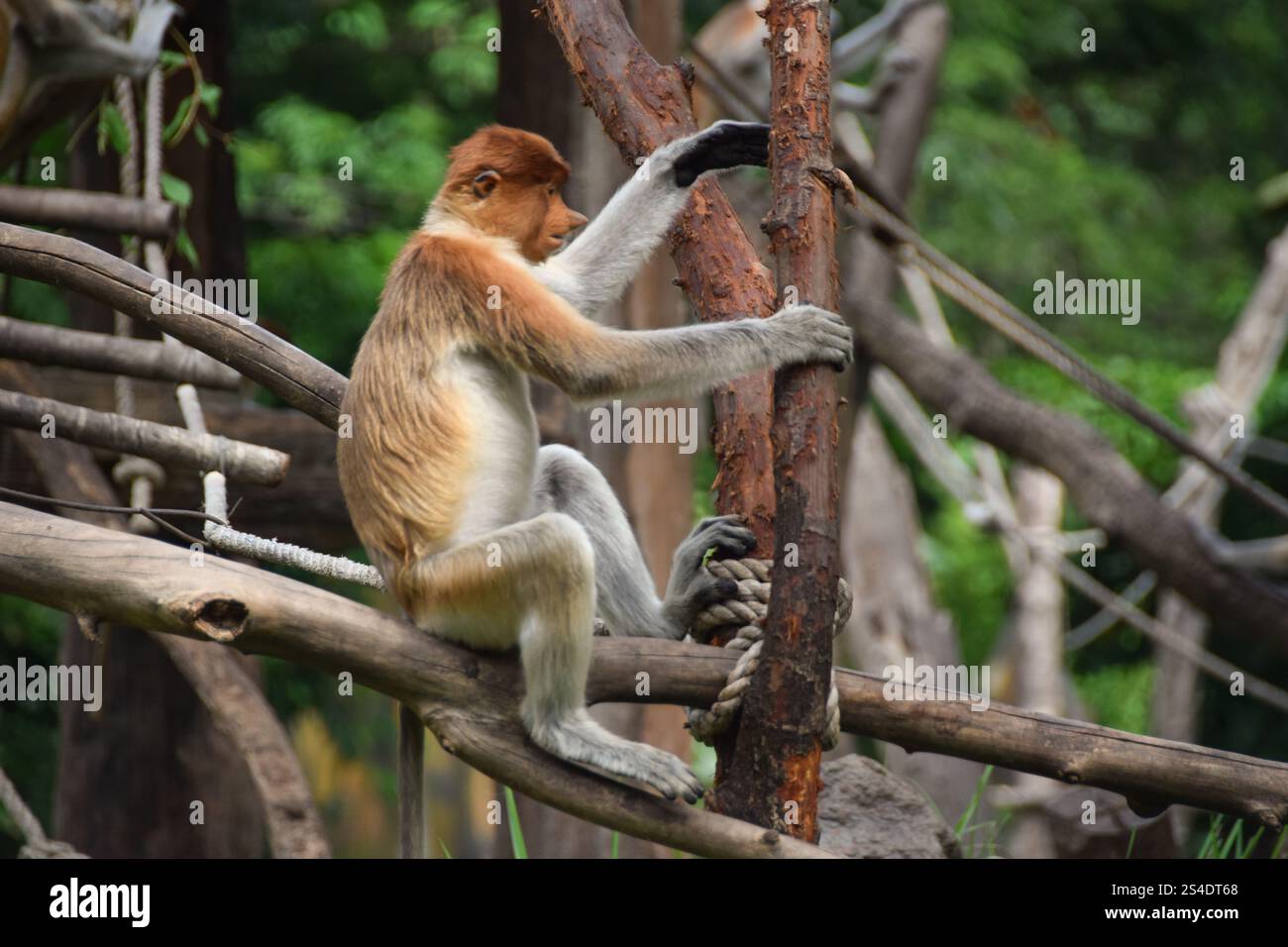Proboscis Affe oder Nasalis Larvatus. Erstaunlicher Affe mit einer großen Nase. Stockfoto