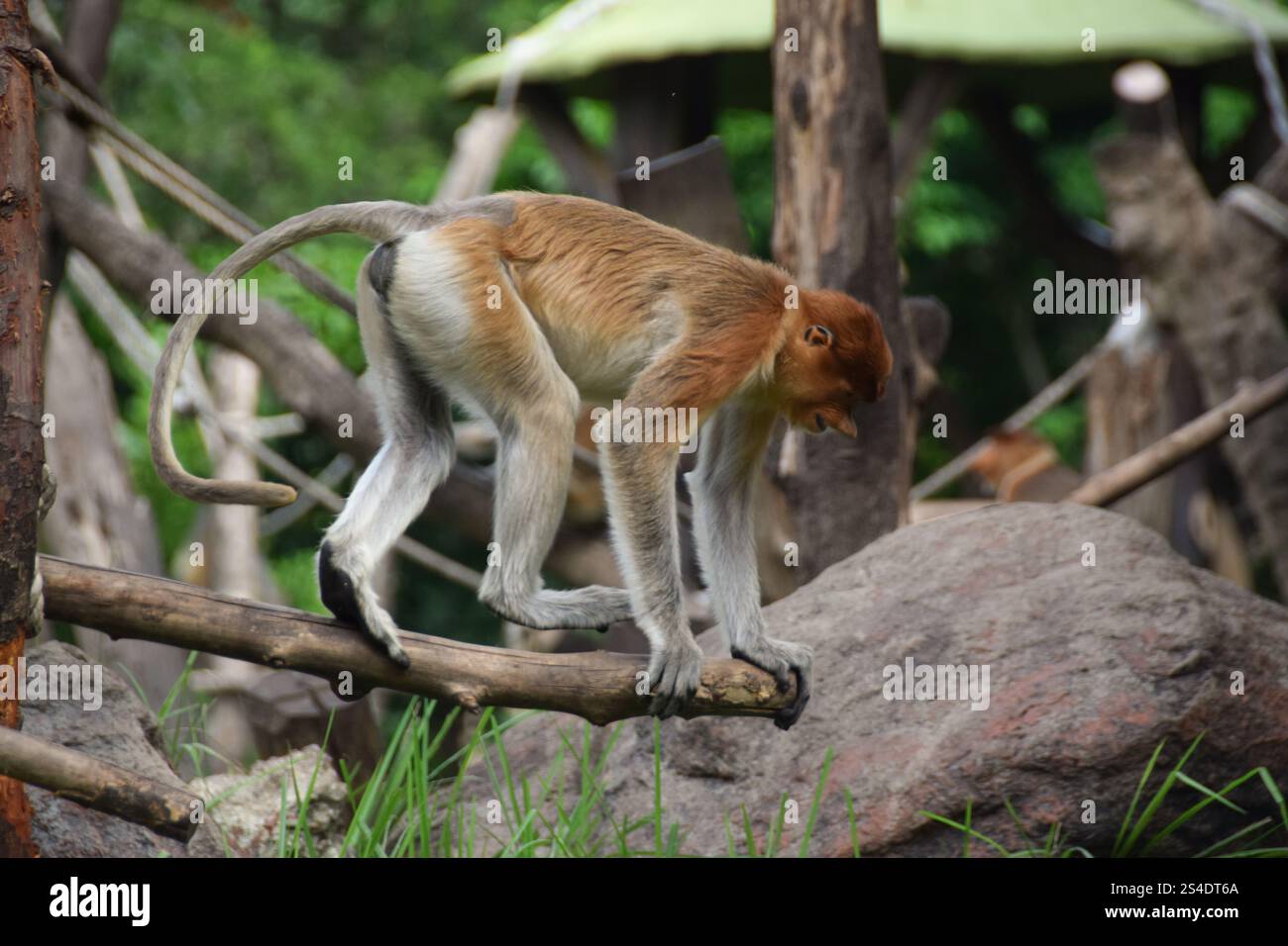 Proboscis Affe oder Nasalis Larvatus. Erstaunlicher Affe mit einer großen Nase. Stockfoto