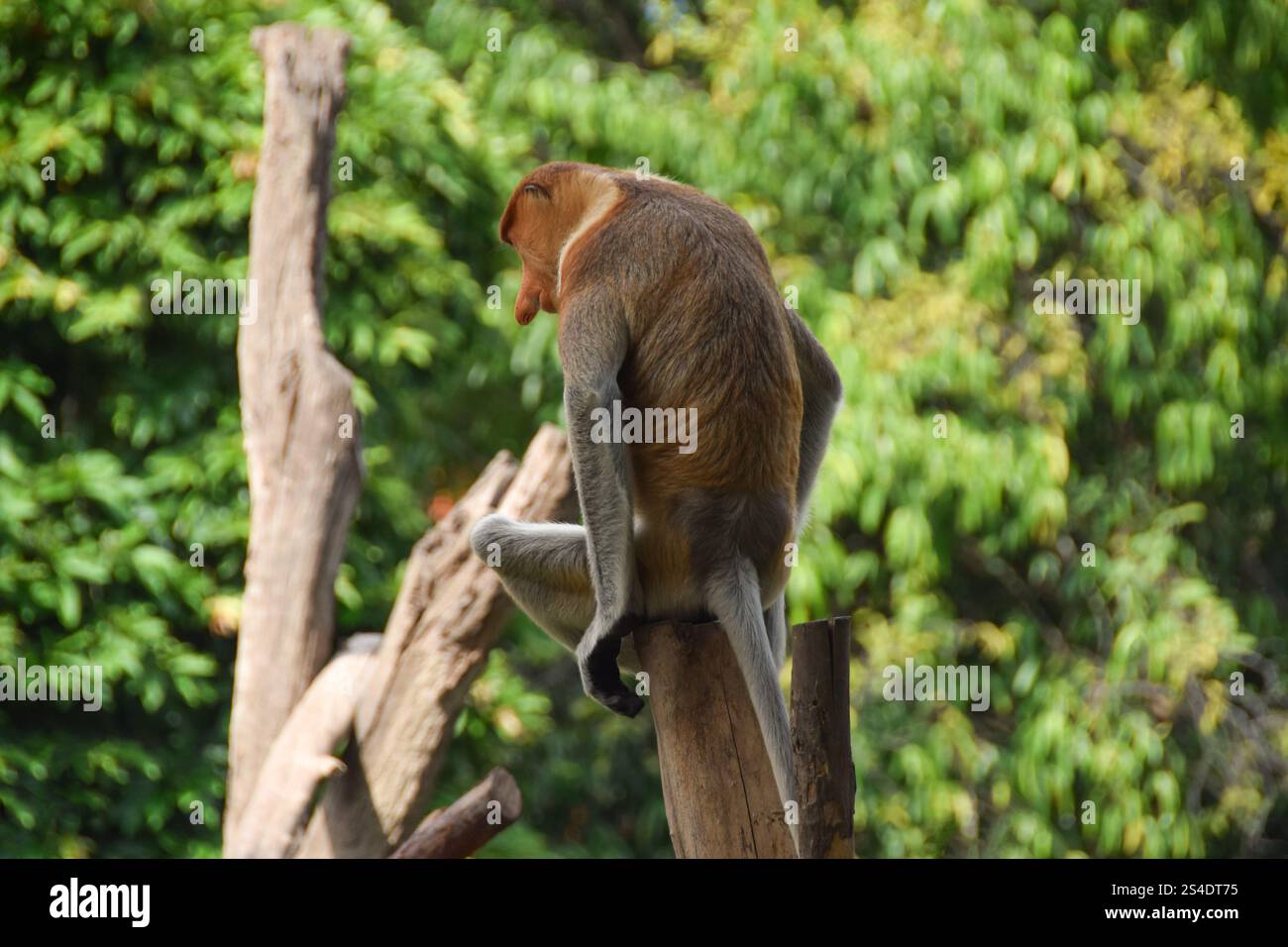 Proboscis Affe oder Nasalis Larvatus. Erstaunlicher Affe mit einer großen Nase. Stockfoto