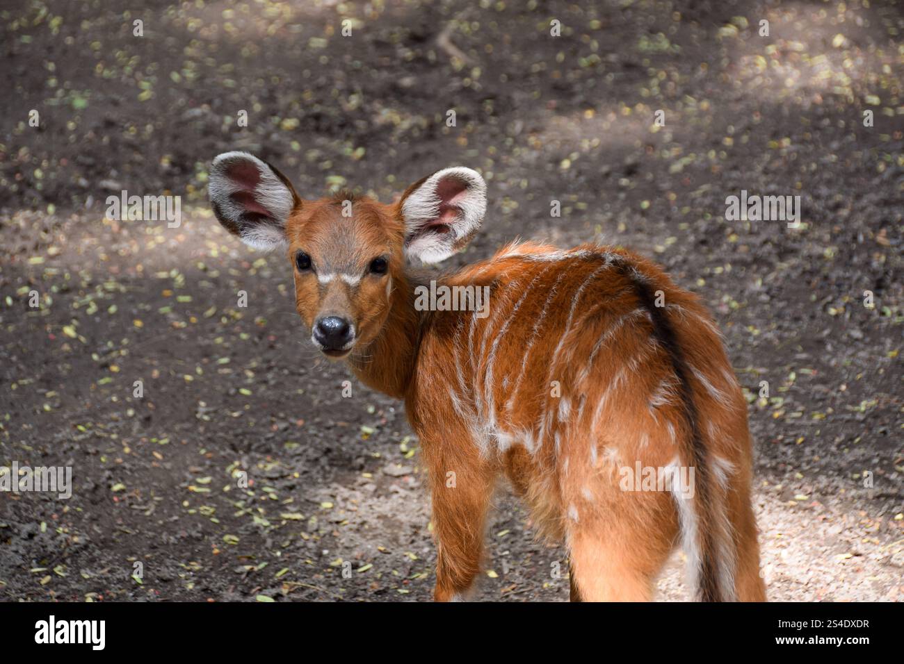 Chital oder Cheetal, Achsenachse, Fleckhirsche oder Achsenhirsche im natürlichen Lebensraum. Stockfoto