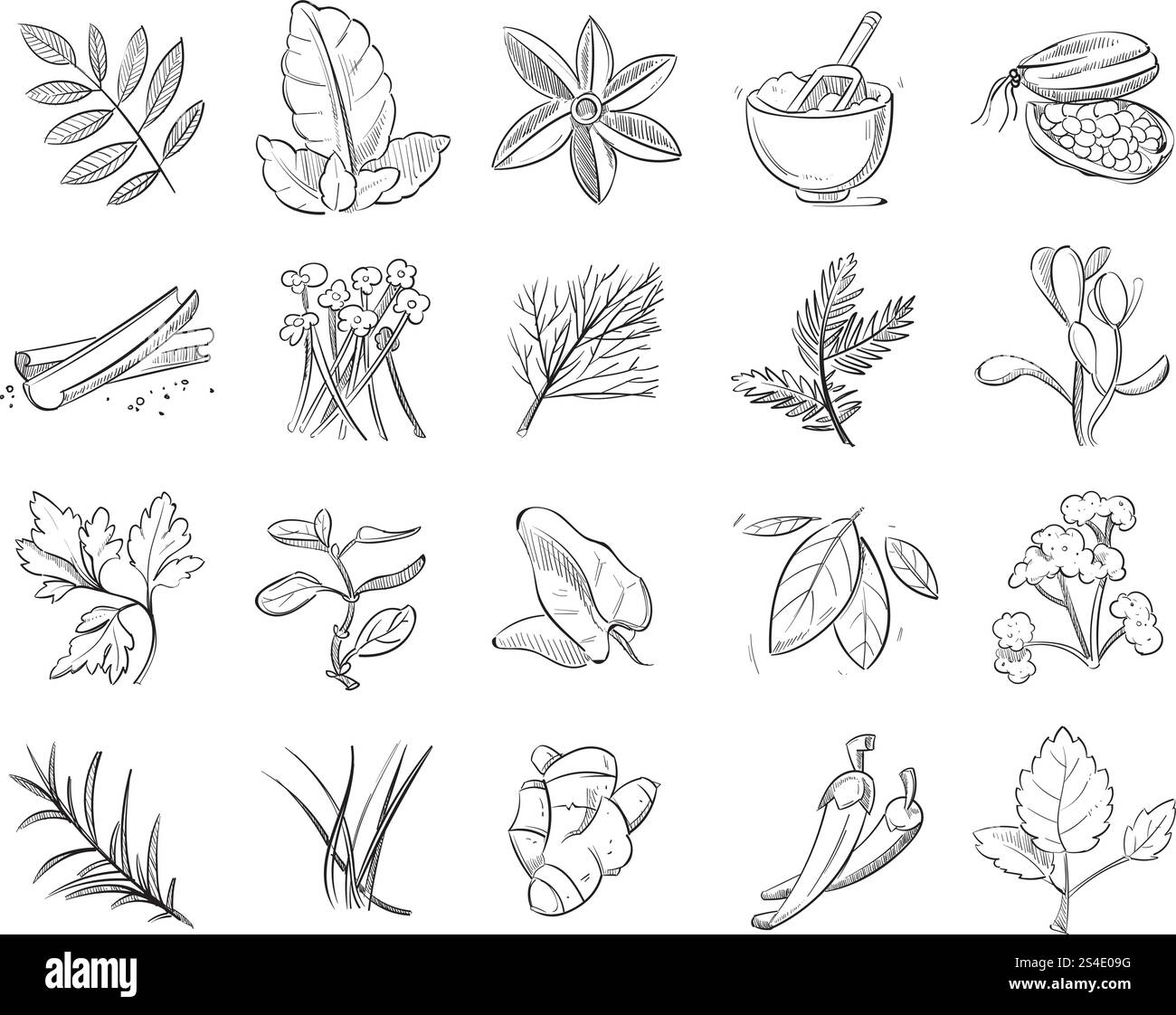 Vintage handgezeichnete Kräuter und Gewürze, Skizze Zeichnung Pflanzen Vektor Sammlung. Naturzutat Kräuter, Bio-botanische Aroma Kräuter Illustration. Vintage handgezeichnete Kräuter und Gewürze, Skizze Zeichnung Pflanzen Vektor Sammlung Stock Vektor