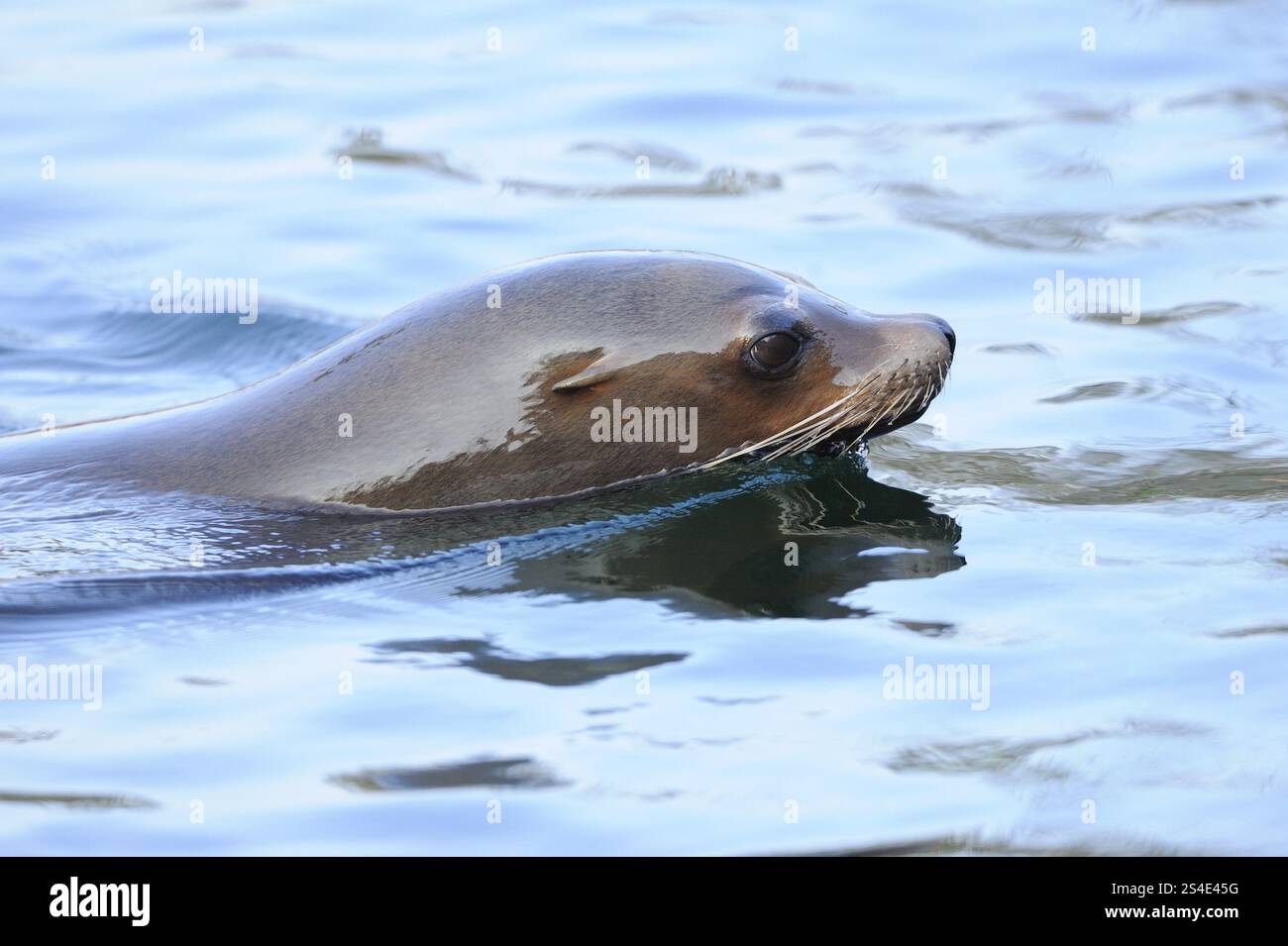 Ein Seelöwe schwimmt ruhig durch das klare Wasser, ein kalifornischer Seelöwe (Zalophus californianus), gefangen Stockfoto