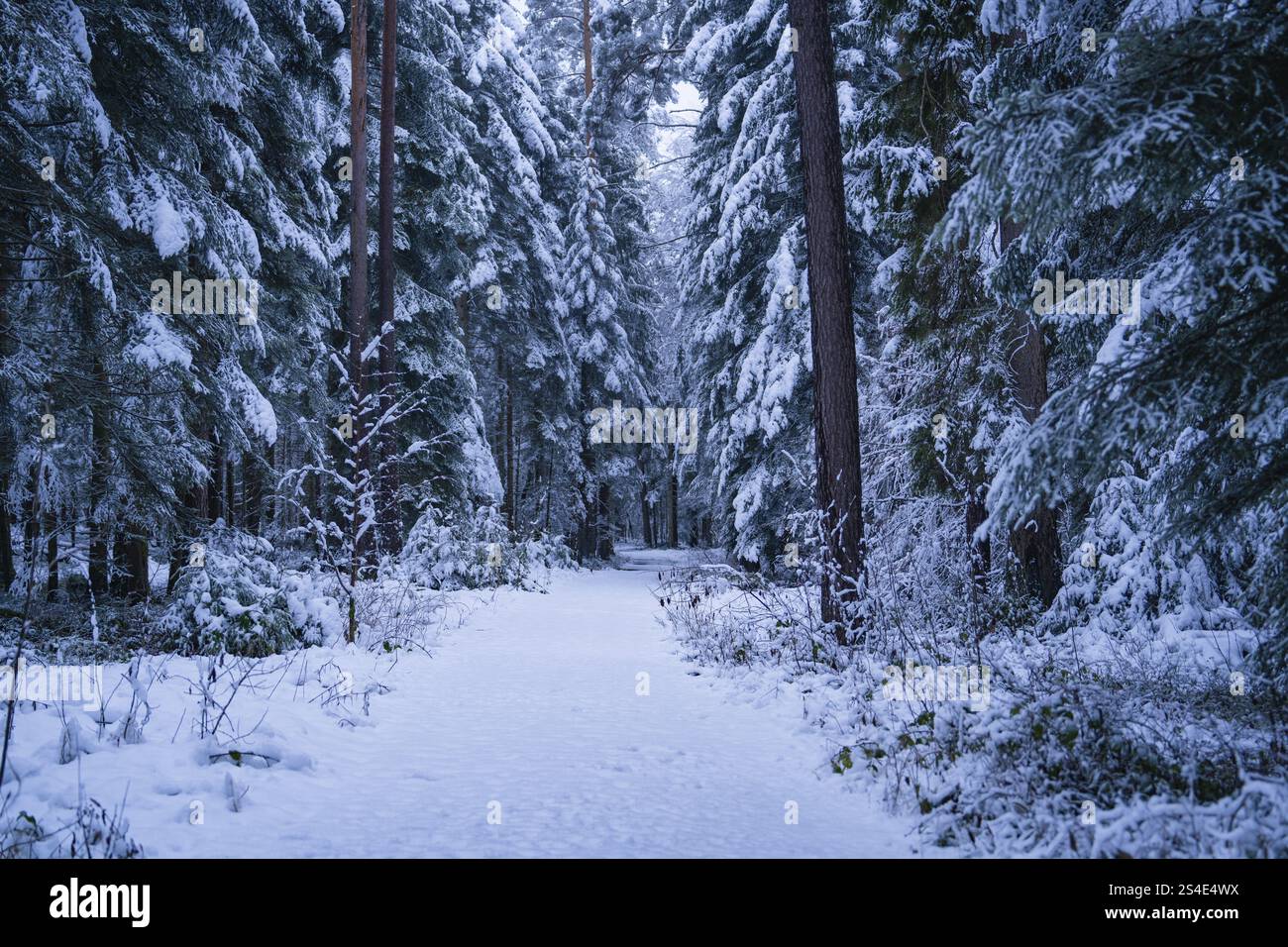 Tiefschneebedeckung auf einem Waldweg, umgeben von dichten Bäumen in ruhiger Winterumgebung, Enzkloesterle, Bezirk Calw, Schwarzwald, Deutschland, Eur Stockfoto