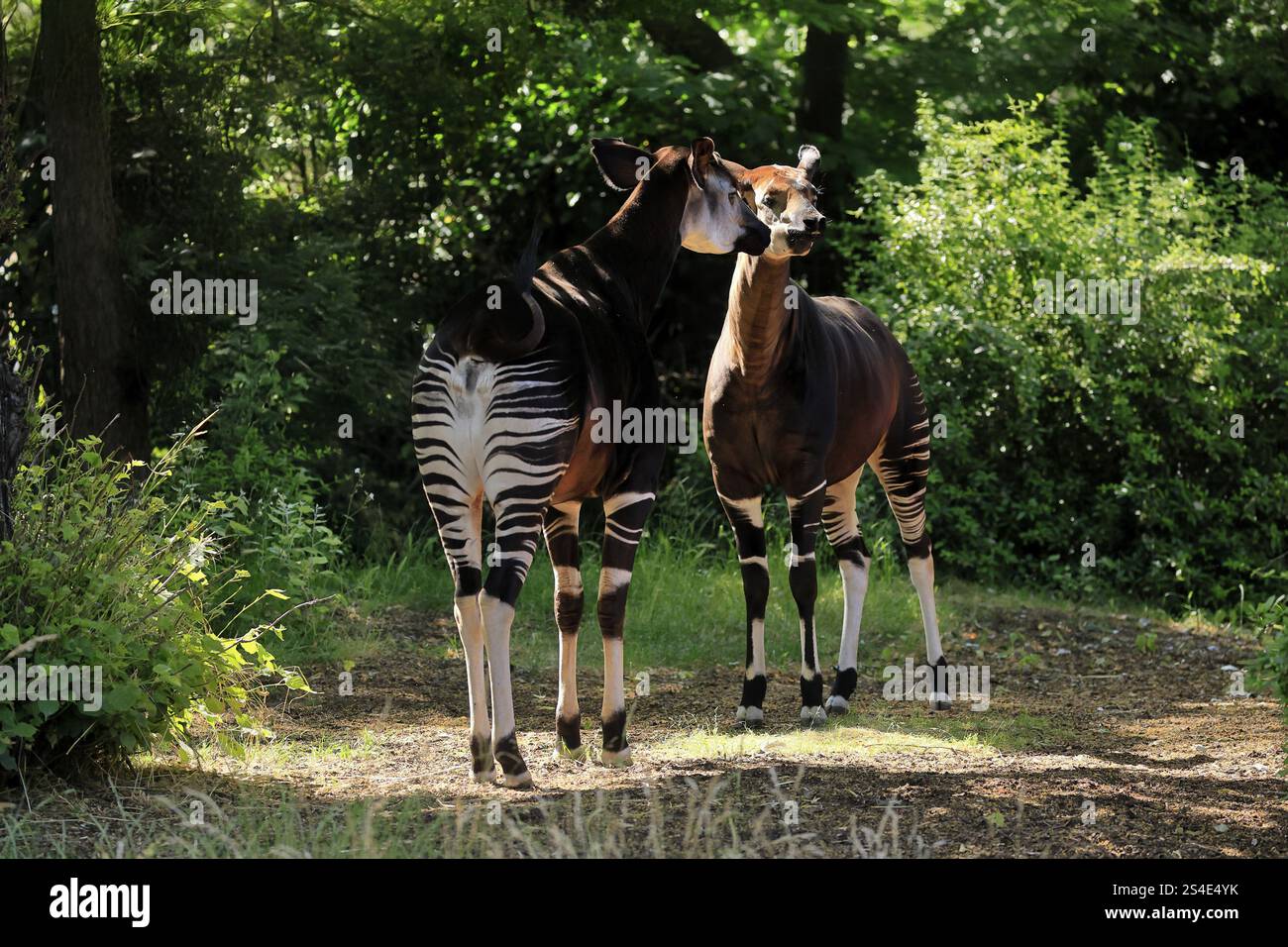 Okapi (Okapia johnstoni), Erwachsene, zwei Okapis, Paar, gefangen Stockfoto