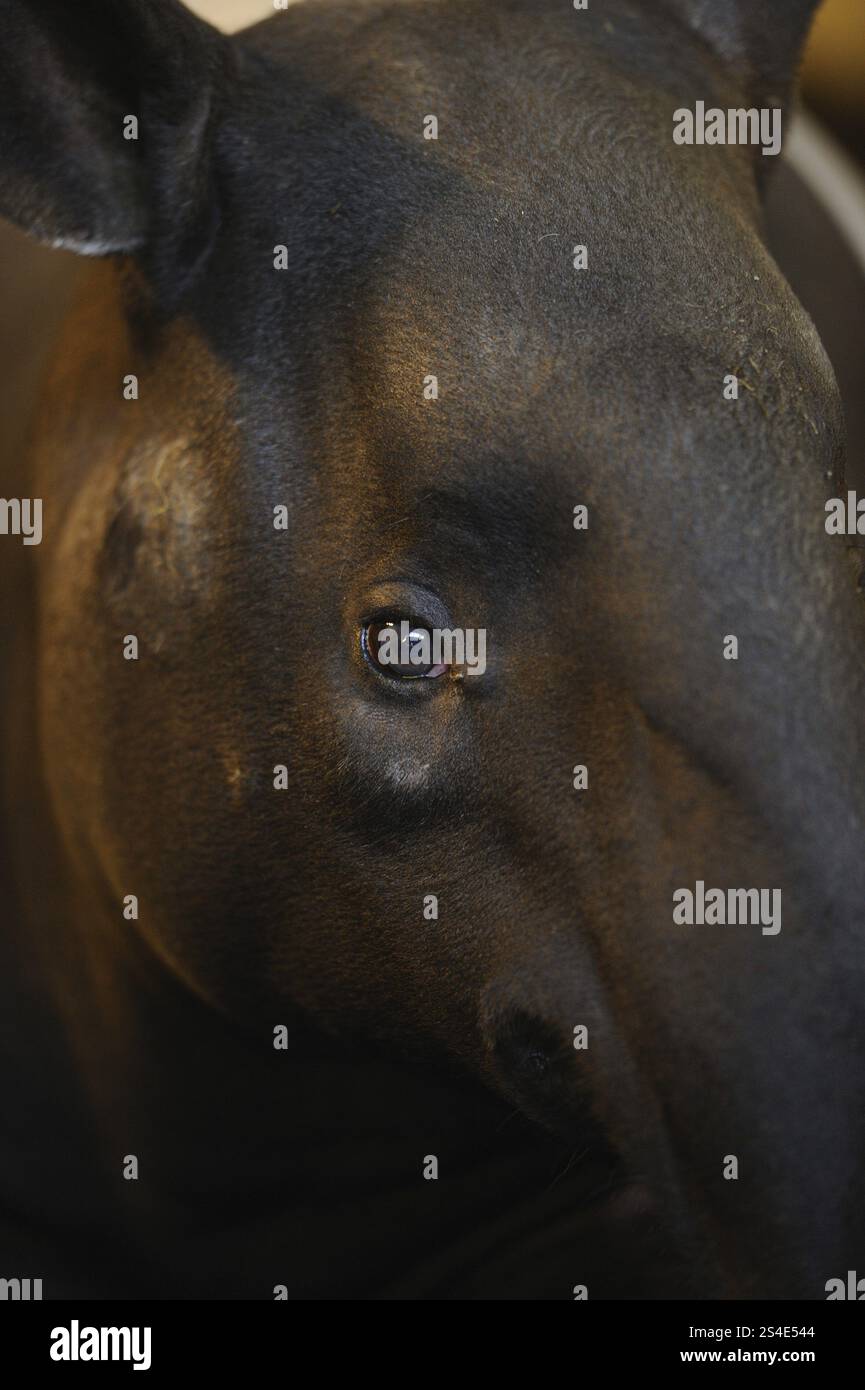 Profilansicht eines Tapirs mit Schwerpunkt auf Licht und Schatten, Tapirus indicus, gefangen Stockfoto