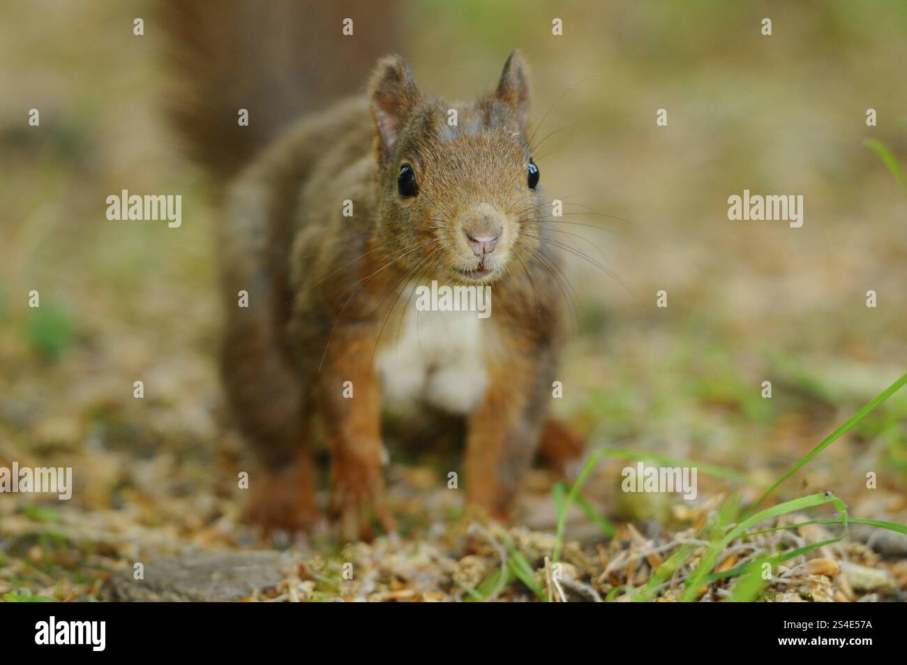 Eichhörnchen auf dem Boden im Wald mit aufmerksamem Blick und braunem Fell, eurasisches Eichhörnchen (Sciurus vulgaris), Franken Stockfoto
