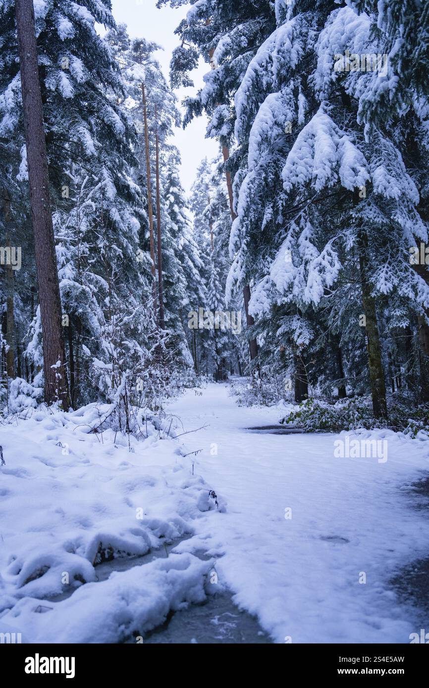 Schneebedeckter Weg durch einen ruhigen Wald mit hohen Bäumen im Winter, Enzkloesterle, Bezirk Calw, Schwarzwald, Deutschland, Europa Stockfoto