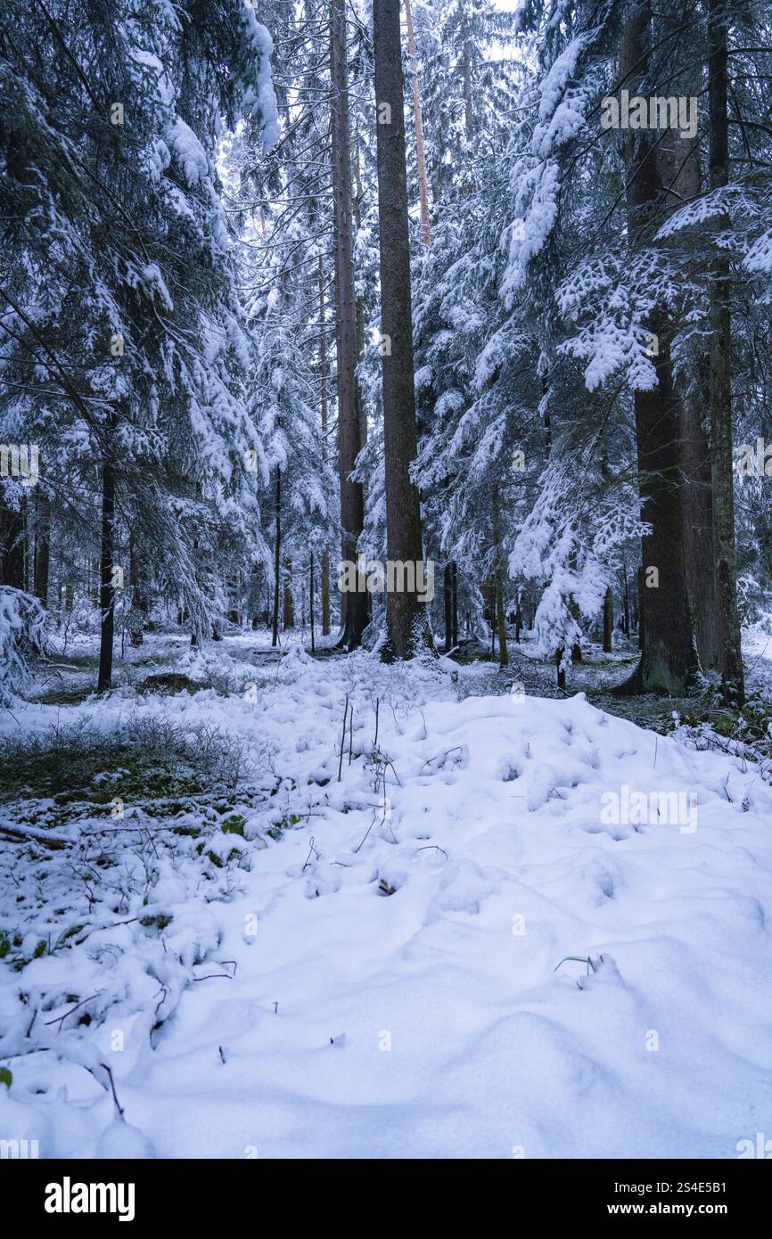 Ein ruhiger, schneebedeckter Wald mit hohen Bäumen, die eine stille und kalte Winterlandschaft darstellen, Enzkloesterle, Bezirk Calw, Schwarzwald, Deutschland, Euro Stockfoto