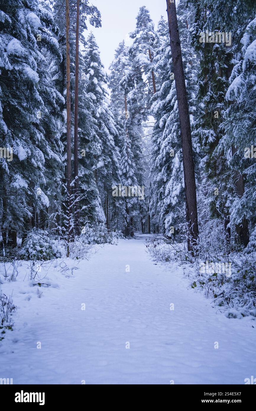 Schneebedeckter Waldweg umgeben von hohen Bäumen in ruhiger Winteratmosphäre, Enzkloesterle, Bezirk Calw, Schwarzwald, Deutschland, Europa Stockfoto