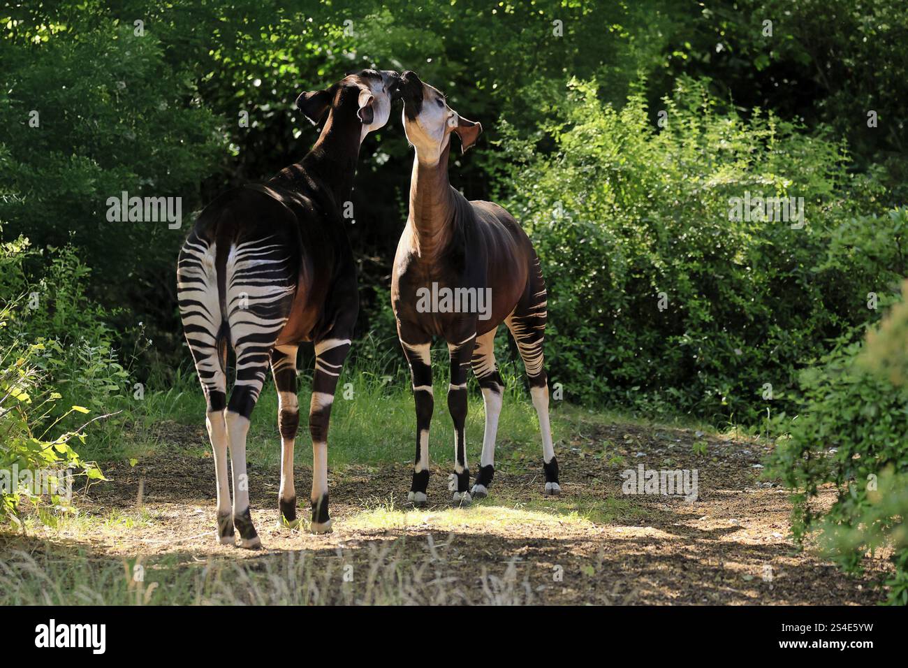 Okapi (Okapia johnstoni), Erwachsene, zwei Okapis, Paar, Sozialverhalten, unverlierbar Stockfoto