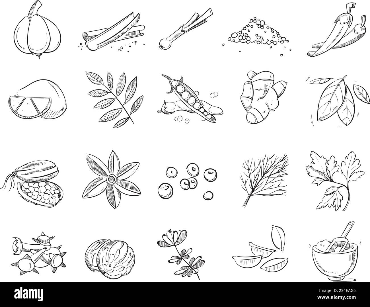 Doodle Gewürze und Kräuter Vektor Hand gezeichnet Set. Gewürzskizze zum Kochen, Illustration zum Zeichnen von Bio-Gewürzzutaten. Doodle Gewürze und Kräuter Vektor Hand gezeichnet Set Stock Vektor