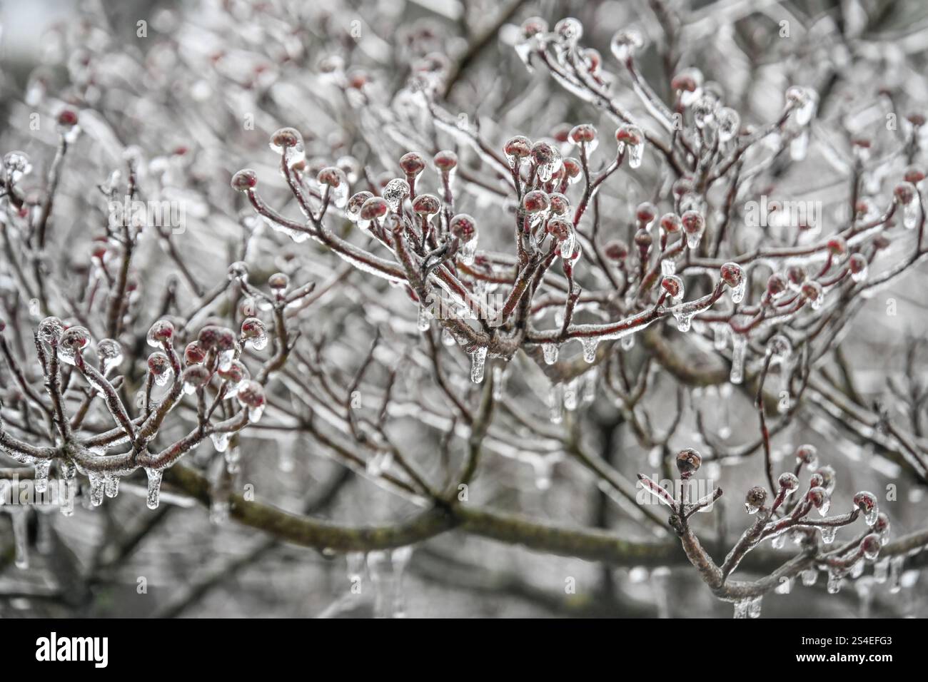 Eisummantelte Hundeholzknospen während eines Wintersturms in Metro Atlanta, Georgia. (USA) Stockfoto