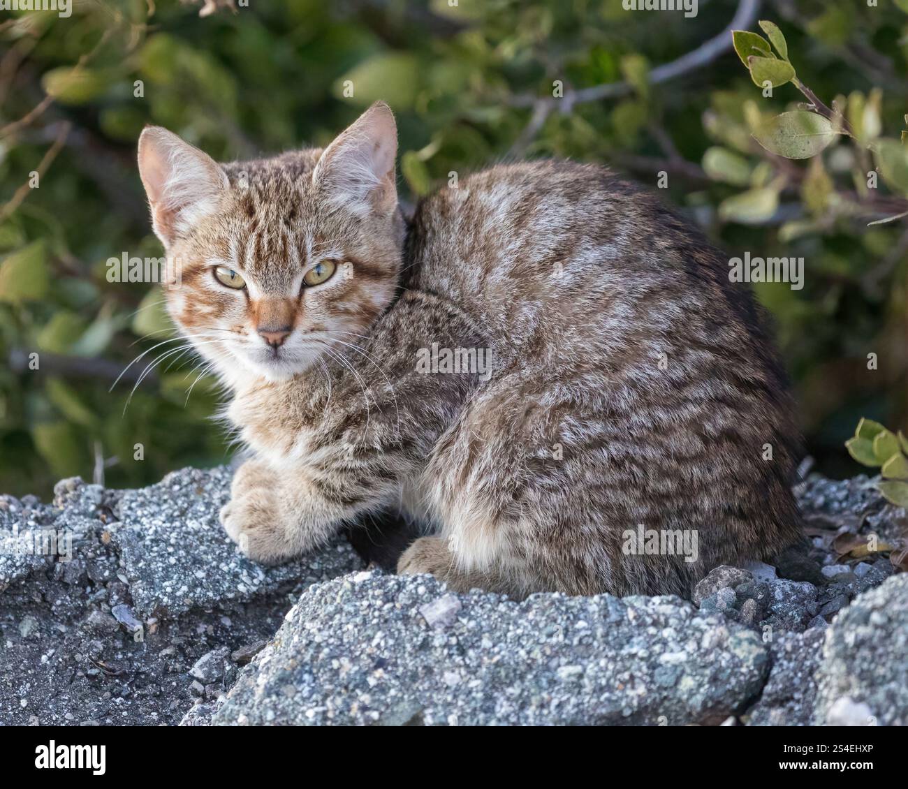 Eine streunende oder eine wilde Katze. Sunnyvale Baylands, Santa Clara County, Kalifornien. Stockfoto