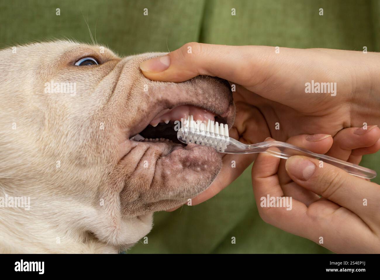 Frauenhände putzen einen Hund Zähne, auf grünem Vorhang Hintergrund, weicher Fokus Stockfoto