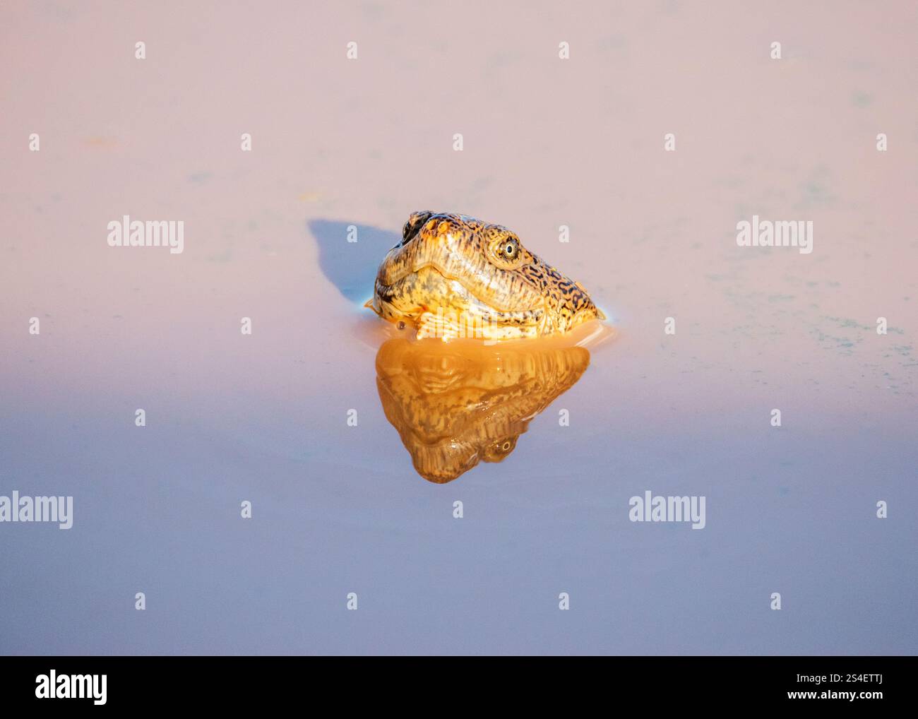 Turtle Head Kruger Nationalpark Südafrika Stockfoto