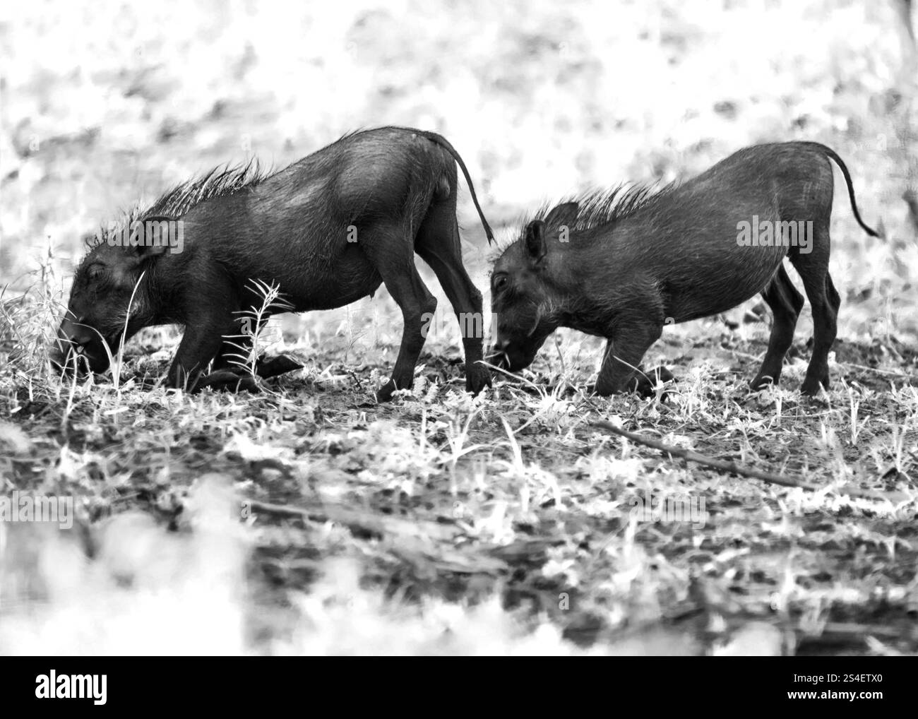 Warzenschwein Kruger Nationalpark in Südafrika Stockfoto