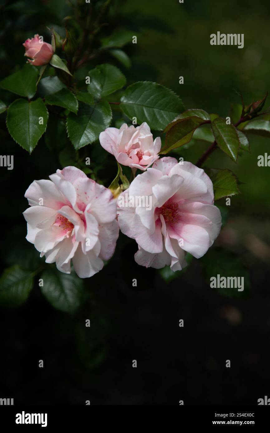 Weiße und rosa Rosen Stockfoto